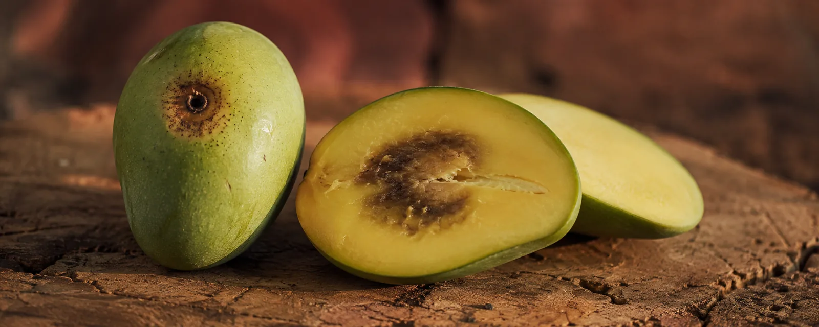 Mangue coupee en deux montrant une galerie brunie autour d'un point de piqure