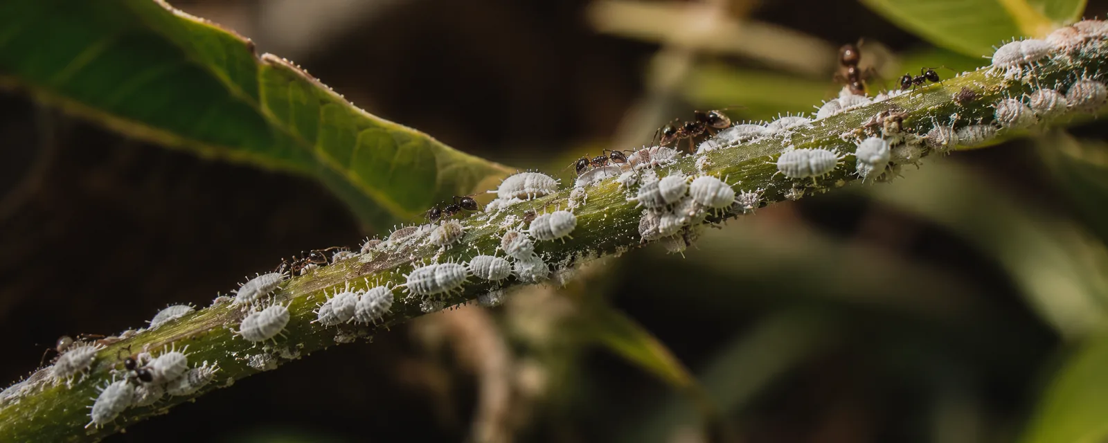 Tige couverte de cochenilles farineuses blanches, fourmis noires le long de la nervure