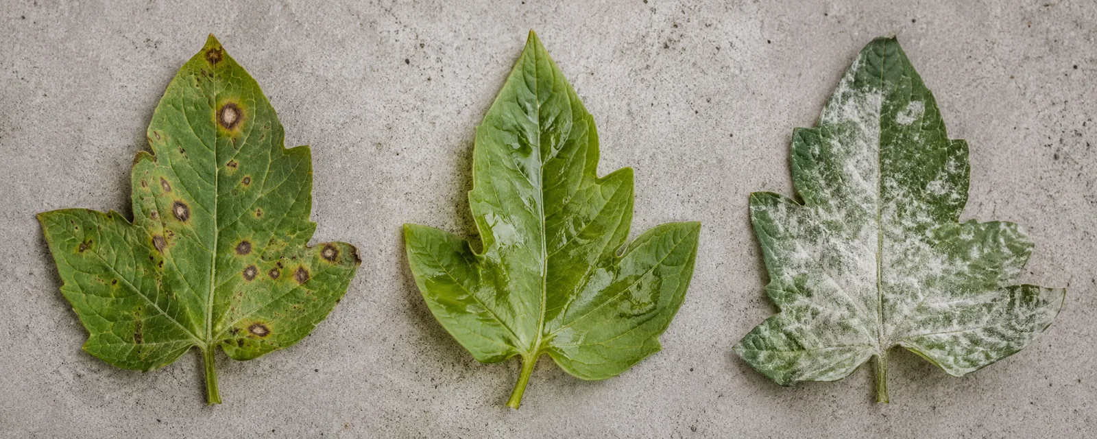 Trois feuilles posees a plat portant des taches foliaires de natures differentes